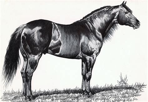 Black Quarter Horse Drawing by Cheryl Poland