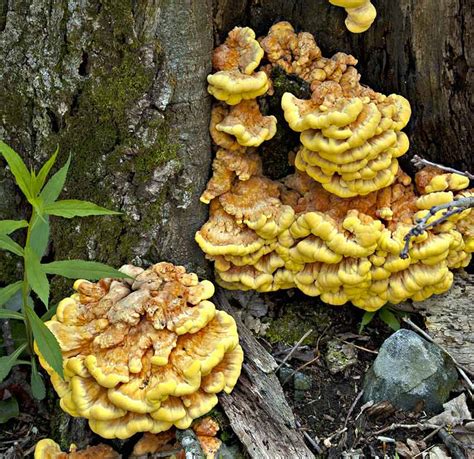 6 Edible Plants That Might Surprise You - American Forests