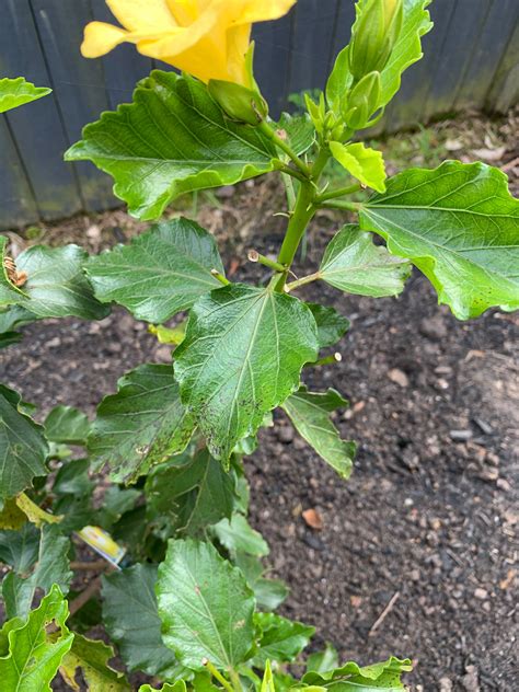 Hibiscus disease on leaves | Bunnings Workshop community