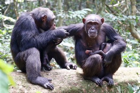 Western - West African Chimpanzee - Profile | Traits | Facts - Primates Park