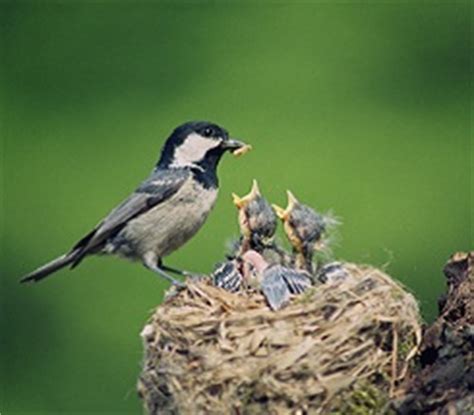 Science in the Backyard—Nesting Birds - KIDS DISCOVER