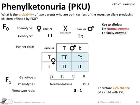 Theoretical Genetics