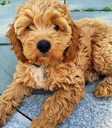 15 Poodles Mixes: A Collection of Curly Companions!