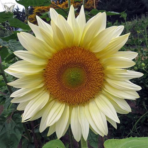 ProCut White Lite Sunflower Seeds - Annual Flower Seeds