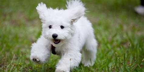 20 Cheapest Dog Breeds Which are Easy to Afford