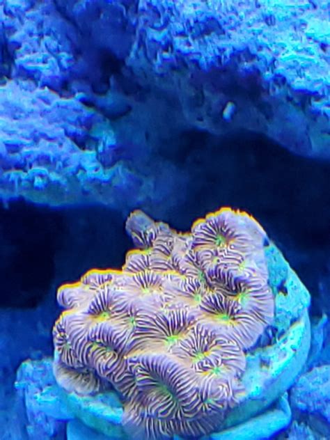 Show off your Leptoseris (Lepto coral) | REEF2REEF Saltwater and Reef ...