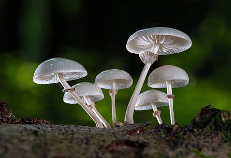 900+ Free Wild Mushrooms & Mushroom Images - Pixabay