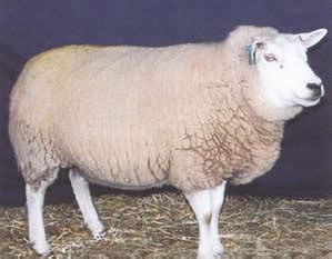 BC Purebred Sheep Breeders' Association