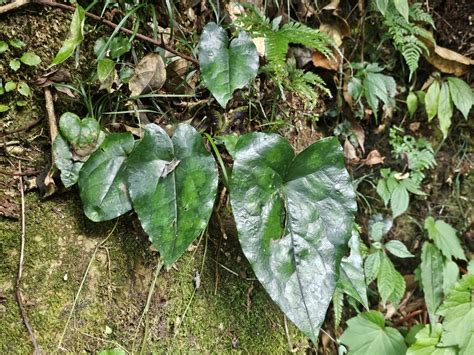 Hypogynous-flower Wild Ginger in December 2023 by 周明煌 · iNaturalist