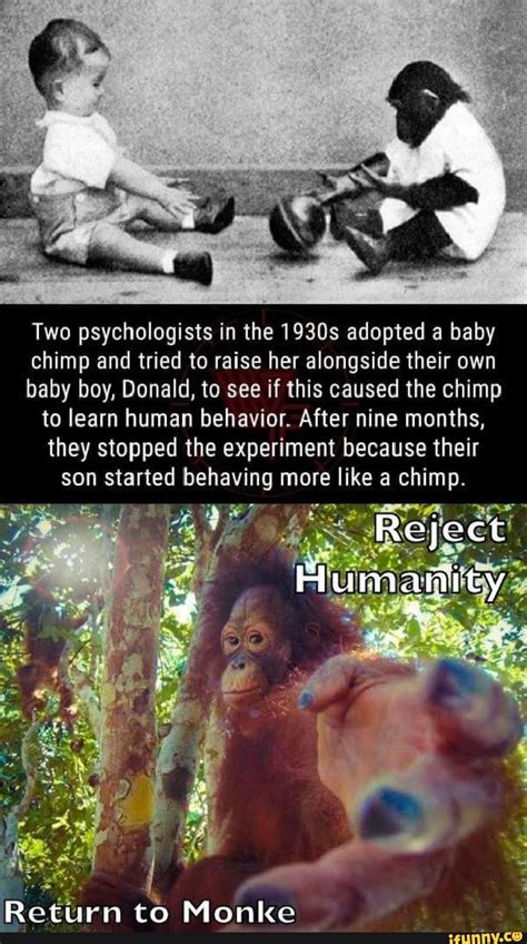 Two psychologists in the 1930s adopted a baby chimp and tried to raise her alongside their own ...