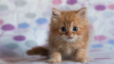 Ginger kitten wallpaper - Animal wallpapers - #33354