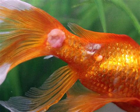 Goldfish Diseases: How to Tell If Your Goldfish Is Sick | UK Pets