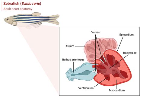 Zebrafish adult heart anatomy | BioRender Science Templates