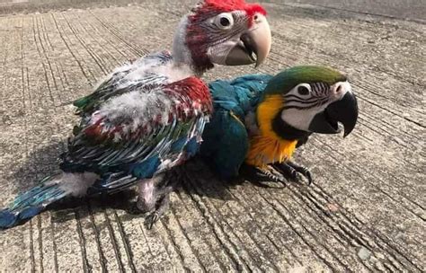 Macaw Parrot Price in Pakistan Guide (2023) - Parrots for Sale