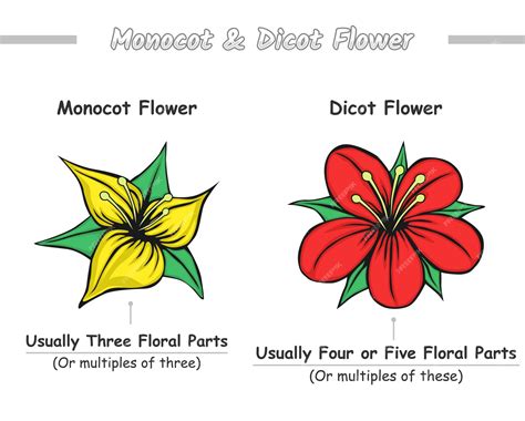 Premium Vector | Monocot flower and dicot flower