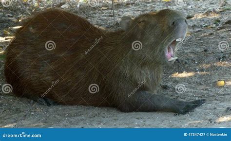 Capybara yawning stock image. Image of america, endemic - 47347427