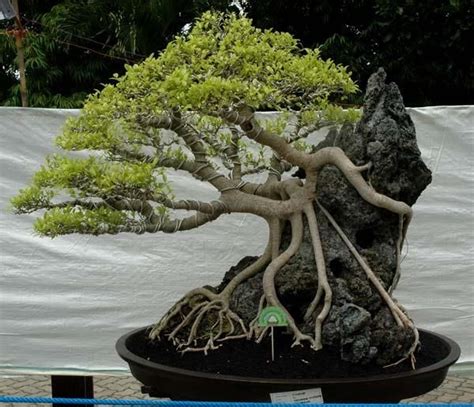 Growing on a rock Bonsai style (Seki-joju) - About Bonsai