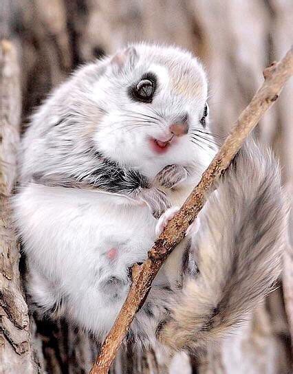 Flying Japanese squirrel | Japanese dwarf flying squirrel, Animals beautiful, Cute animals