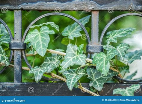 Wild Ivy on a Wrought Iron Fencing Stock Photo - Image of house, europe: 154006260