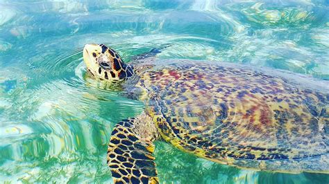 Komandoo Maldives Resort Sea Turtles - Research with Photos