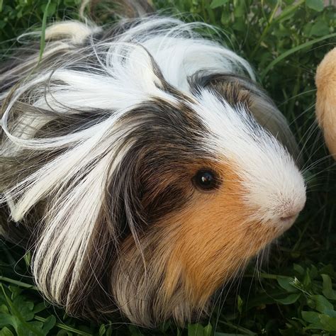 Fudgy and Ellie - Female Long-hair Sheltie Guinea Pig in NSW - PetRescue