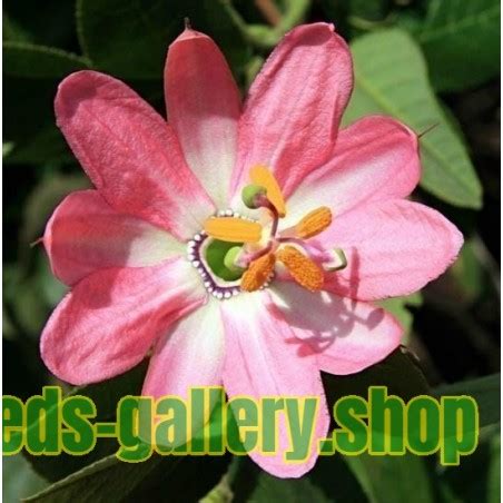 Banana Passionfruit Seeds (Passiflora mollissima) - Price €1.95