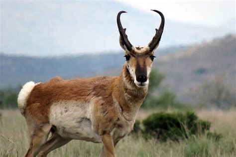 Project Spotlight: Understanding Pronghorn-Habitat Relationships - BORDERLANDS RESEARCH INSTITUTE