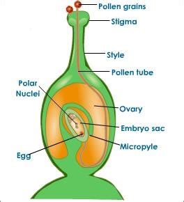 Important Bio Diagrams for CBSE Class 10 Board Exam 2021