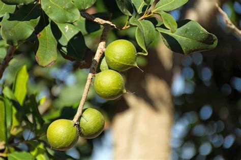 How to Grow and Care for a Macadamia Nut Tree | Gardener's Path