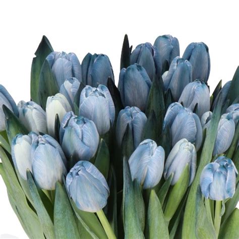 Tinted Blue Double Tulips - Florabundance Wholesale Flowers