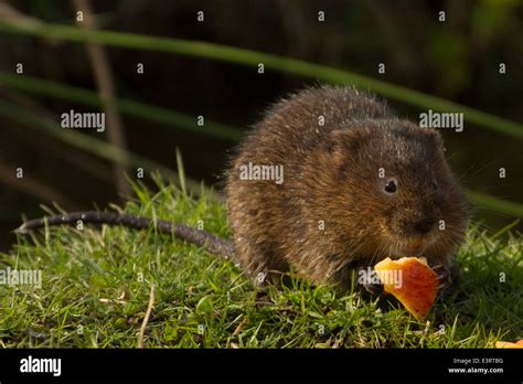 European Water Vole (Arvicola amphibius Stock Photo - Alamy