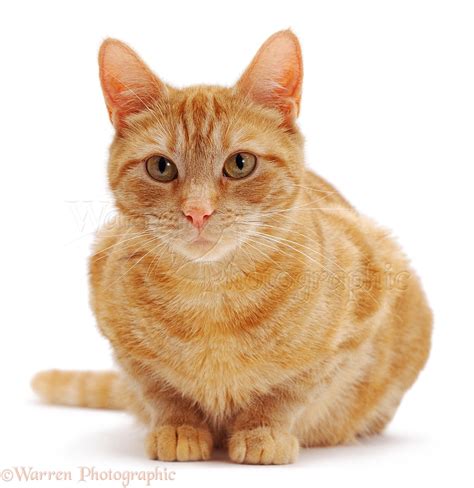 Ginger female cat crouching photo WP04657