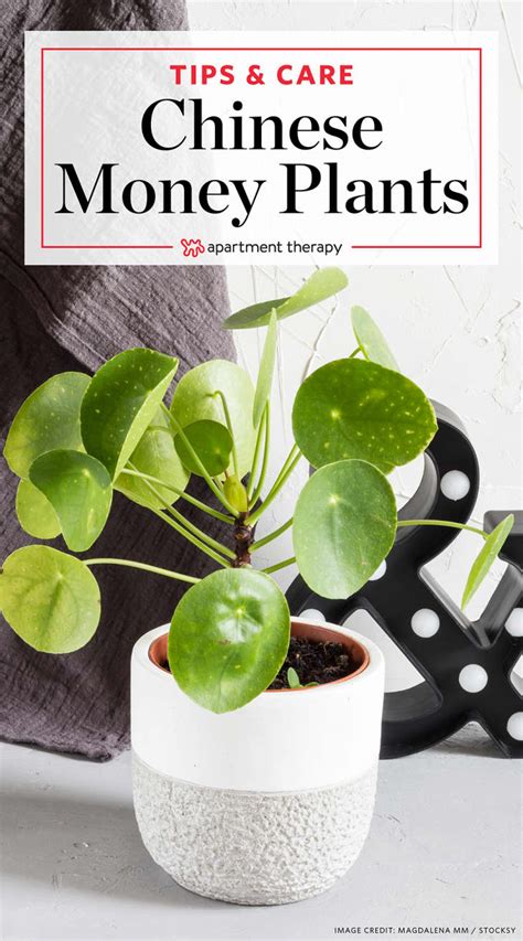 Chinese Money Plant Care - How to Grow & Maintain Pilea Peperomioides ...