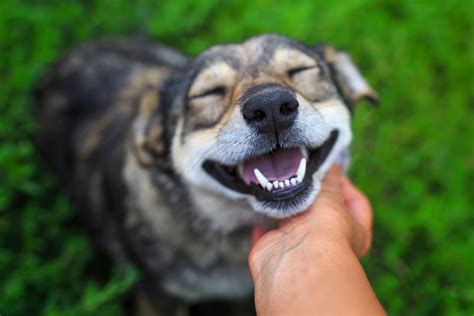 What Happens to Your Dog When You Say "I Love You" | Reader's Digest