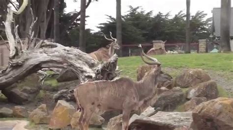 San Francisco Zoo June 1, 2014 - YouTube