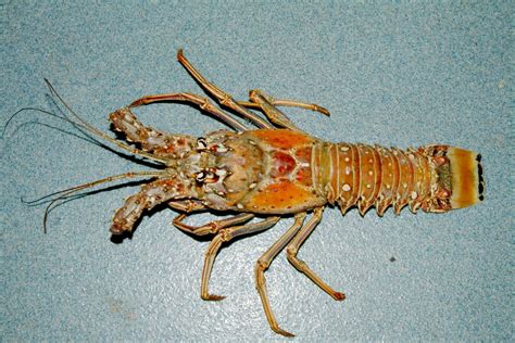 Caribbean spiny lobster - Panulirus argus image - Free stock photo ...