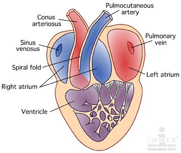 Frog Heart Anatomy