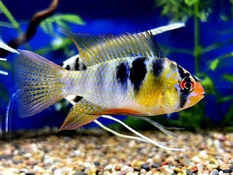 German Blue Ram Fish Care Guide And Breeding