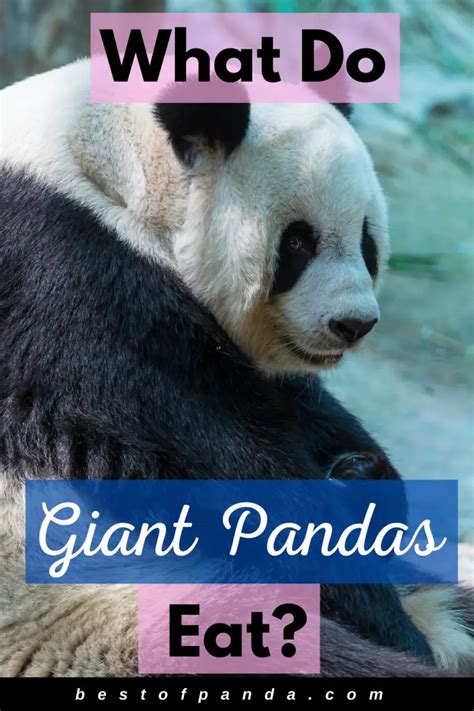 What Do Giant Pandas Eat - a Guide to Panda's Diet