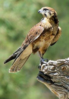 Bird Orders - Types - Classification - Falconiformes Falcons