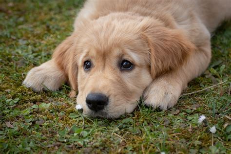 강아지 - 비글(Beagle)