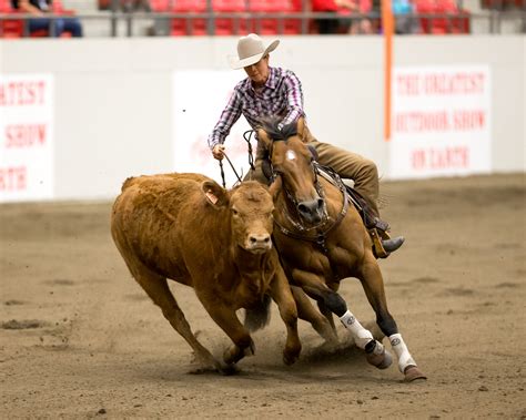 Schaal Wins Calgary Stampede Working Cow Horse Open | Calgary Stampede