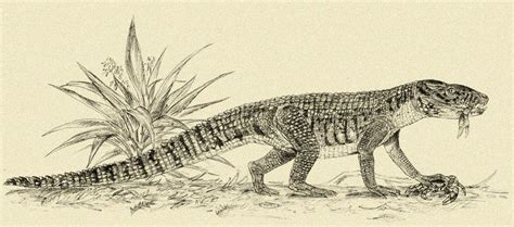 Mekosuchus inexpectatus by Kahless28 on DeviantArt Prehistoric Wildlife, Prehistoric Creatures ...