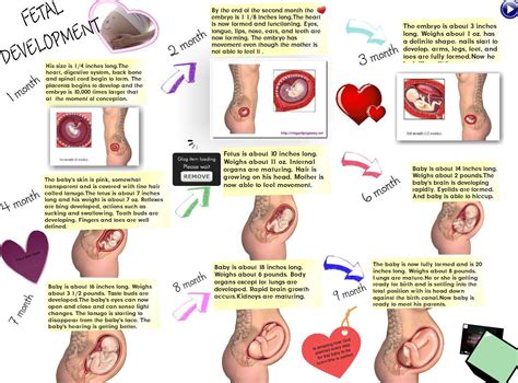 Pin on fetal development