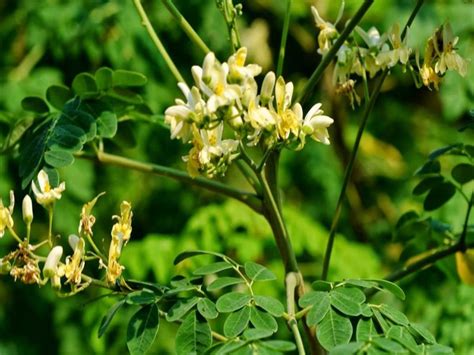 Tips for Productive Moringa Cultivation