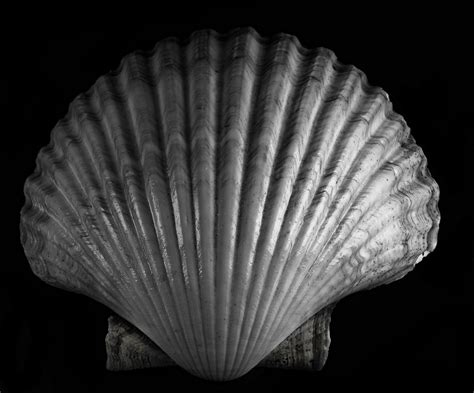 Black And White Seashell Photography