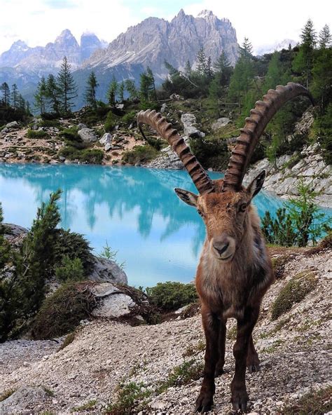 Alpine Ibex hanging out at Lake Sorapis, the bright blue delight located in the Italian ...