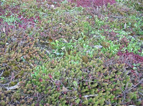 succulent green roof closeup Green Roof, Close Up, Greenhouse, Succulents, Plants, Succulent ...