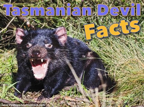 Tasmanian Devil Facts For Kids: Information, Images & Video