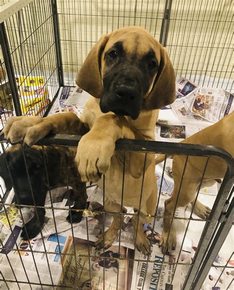 Great Dane Puppies For Sale | Canton, OH #320290 | Petzlover